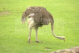 leipzig zoo-01_07_2011_zoo_allgemein_238